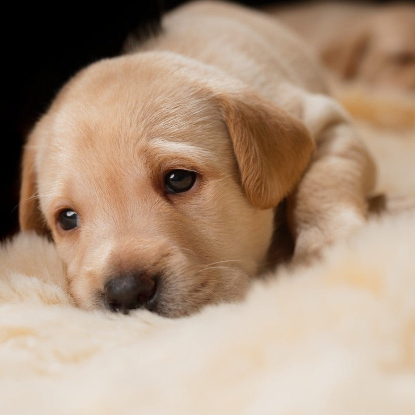 Transfer of Ownership - New Permanent Pet Owners